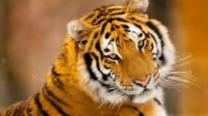 Siberian Tiger  1080p wallpaper thumb