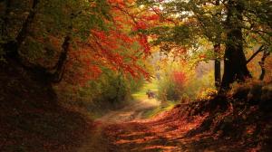 Autumn, woods, roads, leaves, horse, pull goods, scenic wallpaper thumb