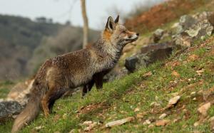 Animal close-up, fox, grass wallpaper thumb