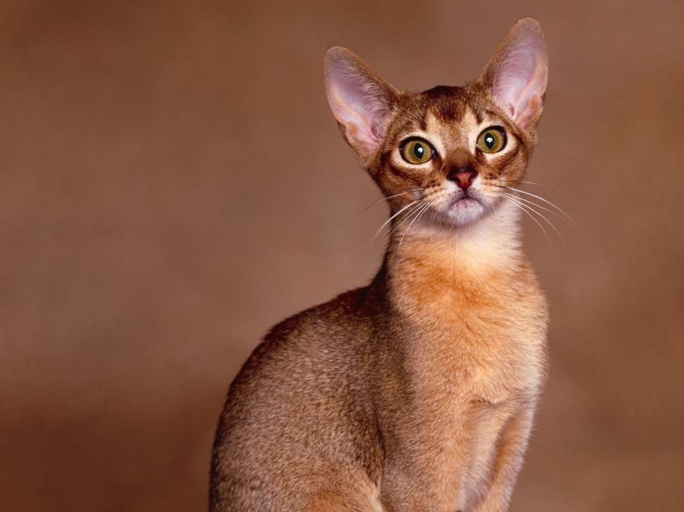Abyssinian Cat Close Up wallpaper,abyssinian wallpaper,vigilant wallpaper,cute wallpaper,1600x1200 wallpaper