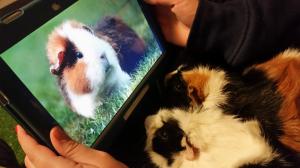 Guinea Pigs, Rodent, Cute, Photo, Photo Frame, Animals wallpaper thumb
