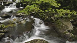 Stream Waterfall Timelapse Forest Tree Rocks Stones HD wallpaper thumb