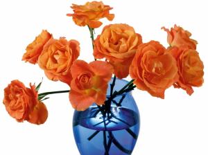 Orange Flowers In Blue Vase wallpaper thumb