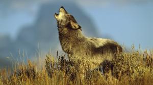 Wolf Howl HD wallpaper thumb