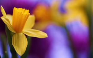 Daffodil Spring Bokeh wallpaper thumb