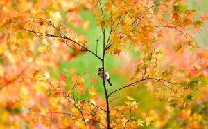 Autumn Tree Pretty Bird wallpaper thumb