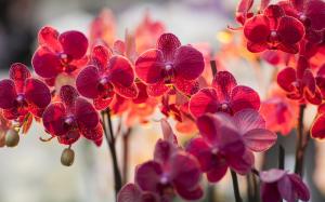 Orchid phalaenopsis, red color flowers wallpaper thumb