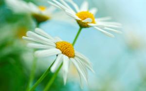 Two white daisies flowers, green blur background wallpaper thumb