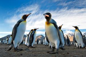 Penguins Colony, Antarctica wallpaper thumb