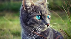 Gray cat, blue eyes, grass wallpaper thumb