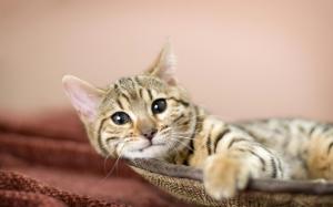 Relaxing American Bobtail Cat wallpaper thumb