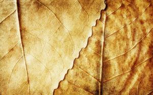 Leaves Veins HD wallpaper thumb
