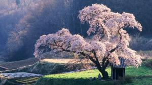 Blossomed Cherry Tree wallpaper thumb