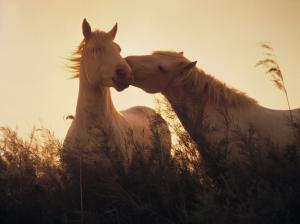 Horses kiss wallpaper thumb