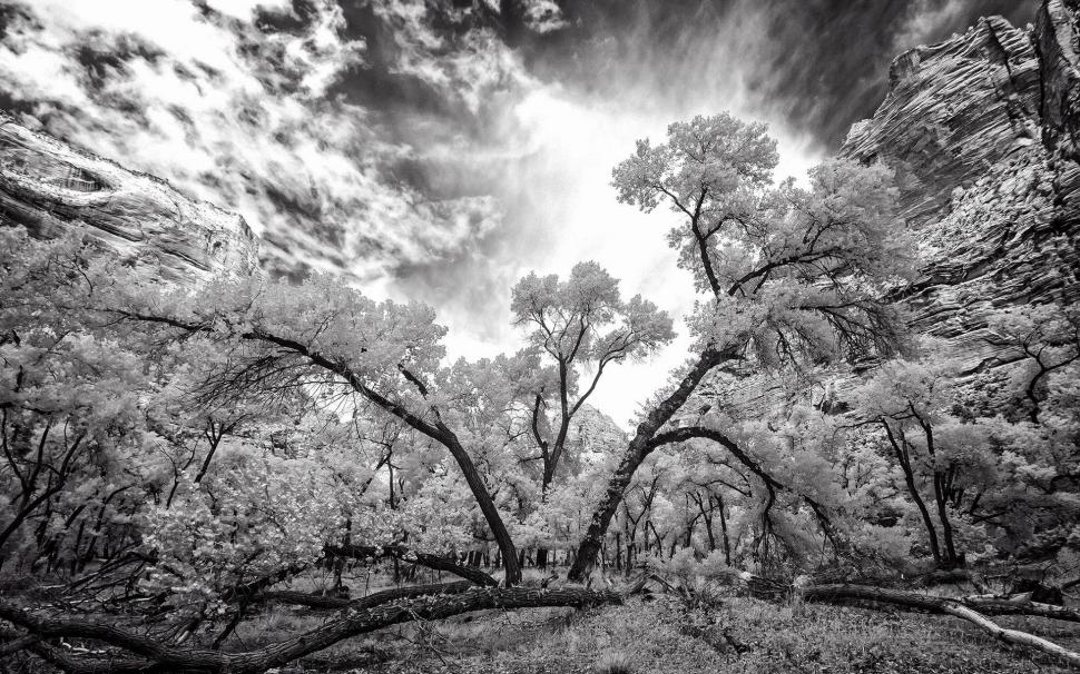 Black and white tree wallpaper,photography HD wallpaper,1920x1200 HD wallpaper,cloud HD wallpaper,tree HD wallpaper,rock HD wallpaper,1920x1200 wallpaper