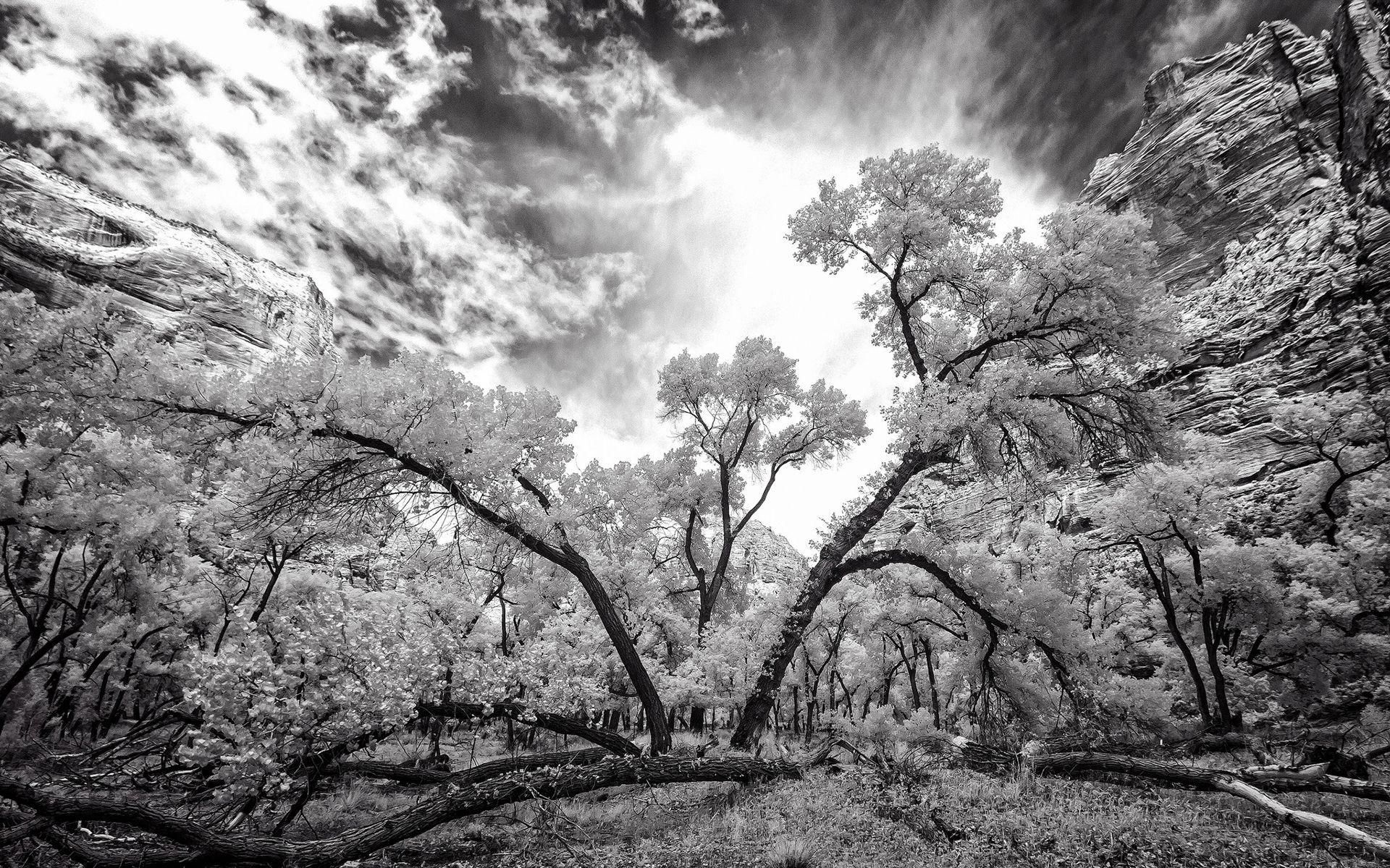 Black and white tree wallpaper | nature and landscape | Wallpaper Better