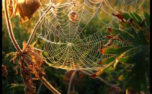 Autumnal spider's web wallpaper thumb