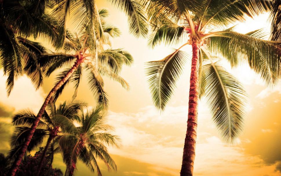 Beach palm trees wallpaper,beach HD wallpaper,nature HD wallpaper,palm HD wallpaper,trees HD wallpaper,2560x1600 wallpaper