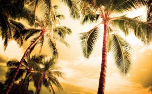 Beach palm trees wallpaper thumb