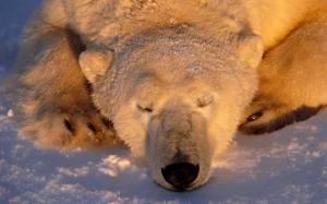 Sleeping polar bear wallpaper thumb