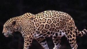 Powerful Leopard wallpaper thumb