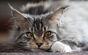Adorable Maine Coon Cat wallpaper thumb