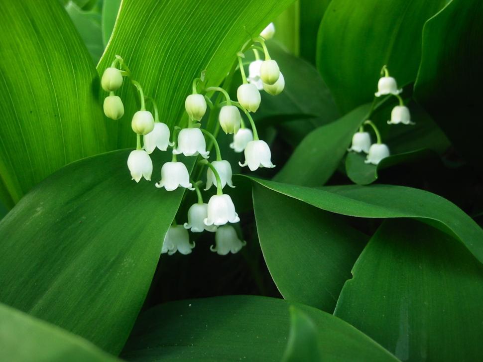 Lily of the valley, white petals, green leaves wallpaper,Lily wallpaper,Valley wallpaper,White wallpaper,Petals wallpaper,Green wallpaper,Leaves wallpaper,1600x1200 wallpaper