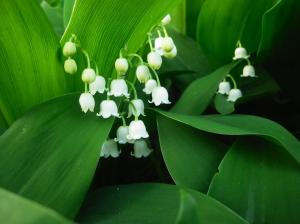 Lily of the valley, white petals, green leaves wallpaper thumb