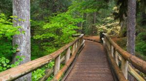 Bridge Wood Path Trail Forest Trees HD wallpaper thumb
