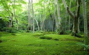 Green Nature Trees Forest Grass Photo Download wallpaper thumb