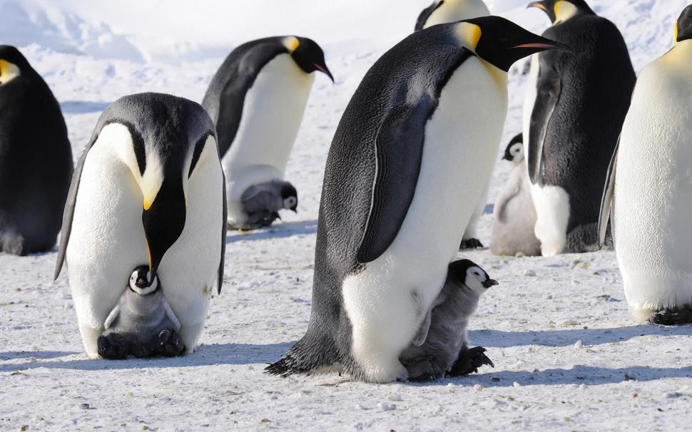 Penguins Emperor Antarctica Birds Babies Cute Snow HD Background wallpaper  | cute | Wallpaper Better