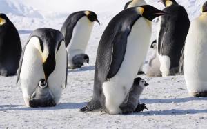 Penguins Emperor Antarctica Birds Babies Cute Snow HD Background wallpaper thumb