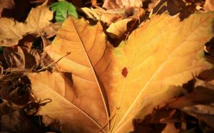 Autumn leaf wallpaper thumb