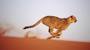 Gaining-speed-cheetah-namibia wallpaper thumb