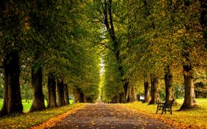 Leaves, forest, trees, park, grass, road, autumn wallpaper thumb