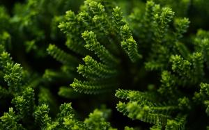Green Plant wallpaper thumb