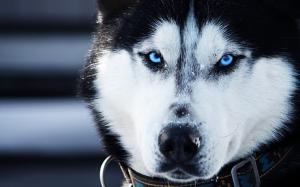 Husky, Animals, Dogs, Blue Eyes, Photography wallpaper thumb