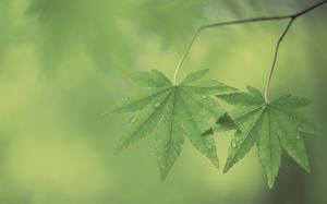 Leaves Green Water Drops HD wallpaper thumb