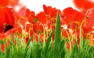 Red Tulips wallpaper thumb