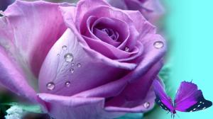 Lilac Rose wallpaper thumb