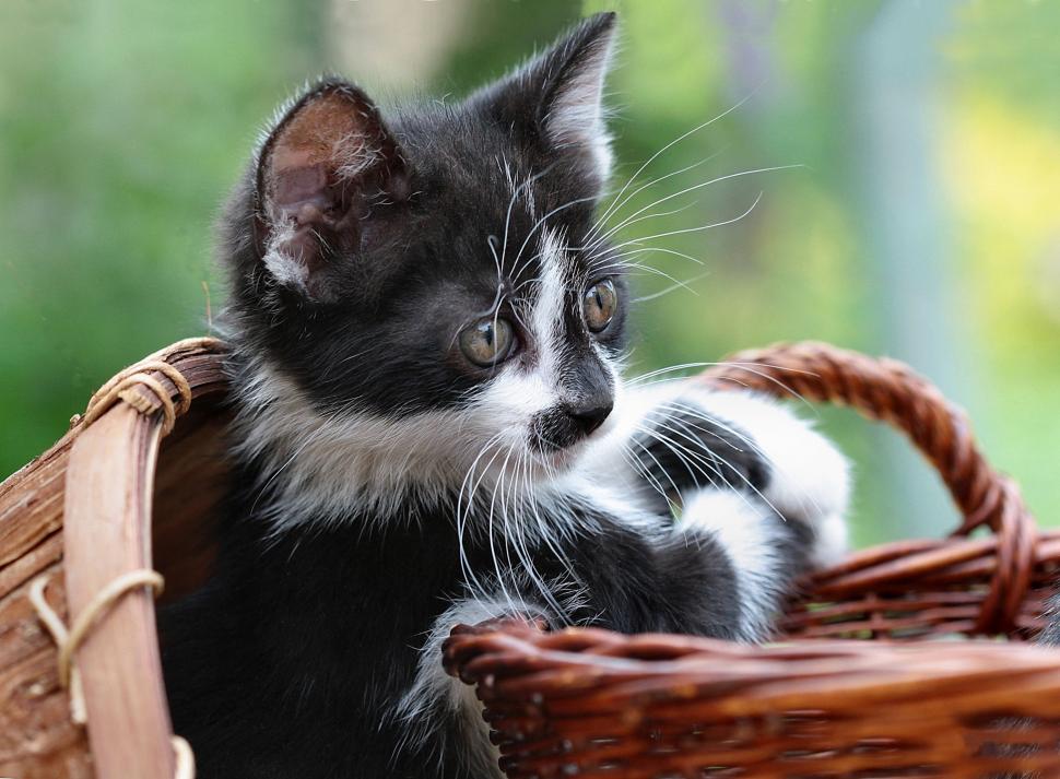 Basket, cat, white and black wallpaper,look HD wallpaper,basket HD wallpaper,cat HD wallpaper,white and black HD wallpaper,2048x1506 wallpaper