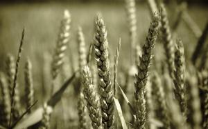 Wheat Plant Macro HD wallpaper thumb