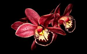 Red orchid, black background wallpaper thumb
