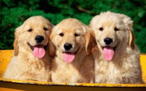 Animals, Dog, Golden Retriever, Pink Tongues, Cute, Puppy, Photography wallpaper thumb