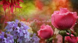 Blue flowers, pink roses, water droplets wallpaper thumb