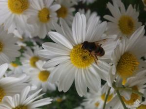 Bees on flower wallpaper thumb