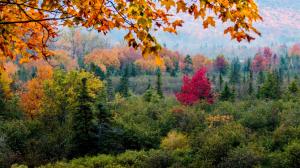 Forest, trees, leaves, autumn wallpaper thumb