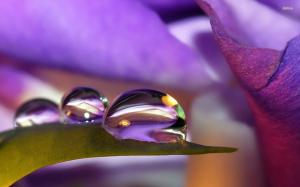 Water Drops on Purple Flower wallpaper thumb