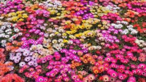 Nature Flowers Garden Petals Colors Abstract Plants HD Resolution wallpaper thumb