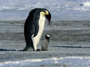 i`m still here mother! animal little babies penguin snow HD wallpaper thumb